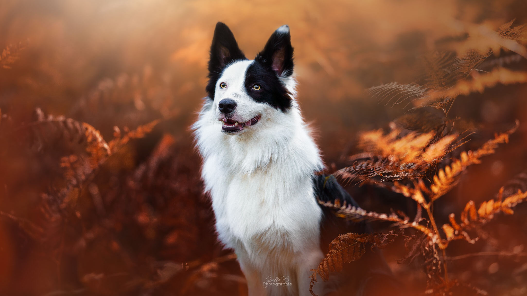 Border collie noir et blanc assis dans les fougères oranges d'automne