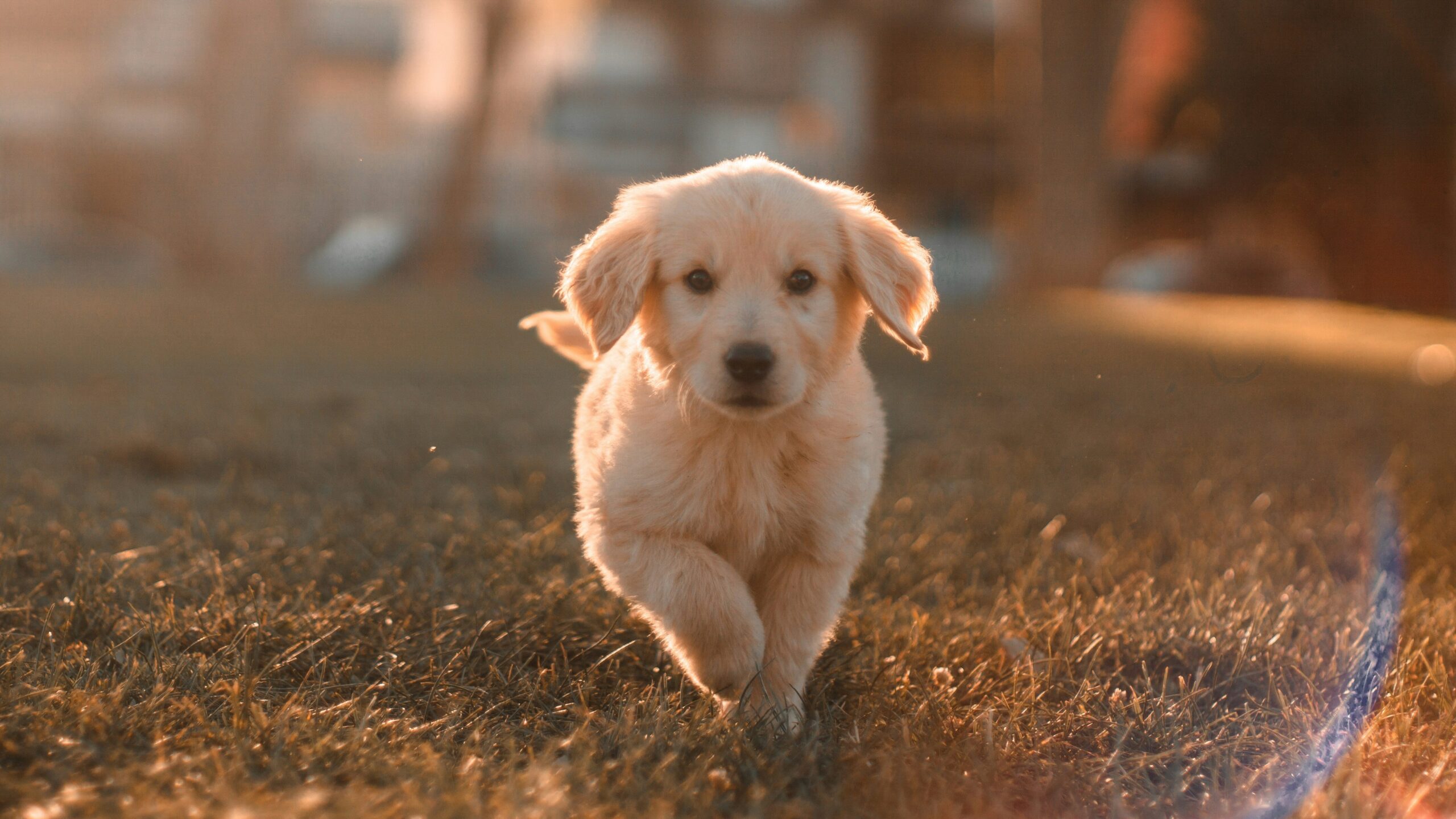 Chiot golden retriever qui court dans un jardin au coucher du soleil