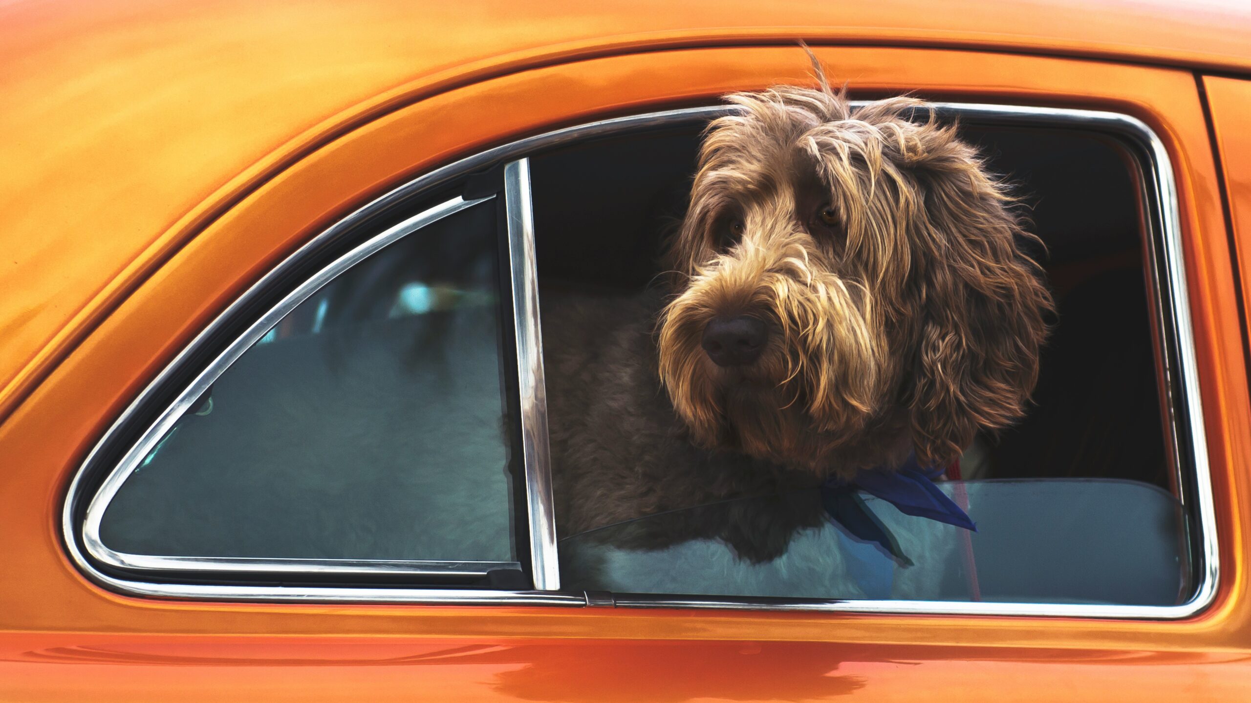 Chien labradoodle regardant l'extérieur depuis la fenêtre d'une voiture