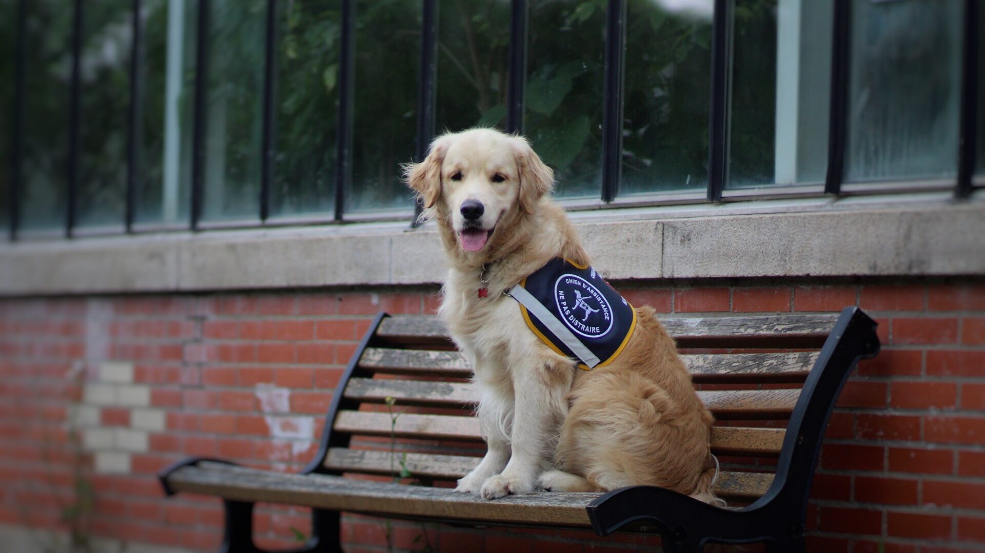 Golden retriever portant un dossard de chien d'assistance assis sur un banc