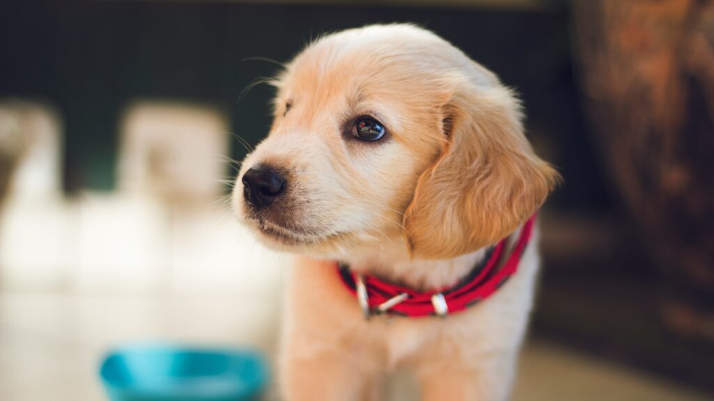 Chiot golden retriever avec un collier rouge