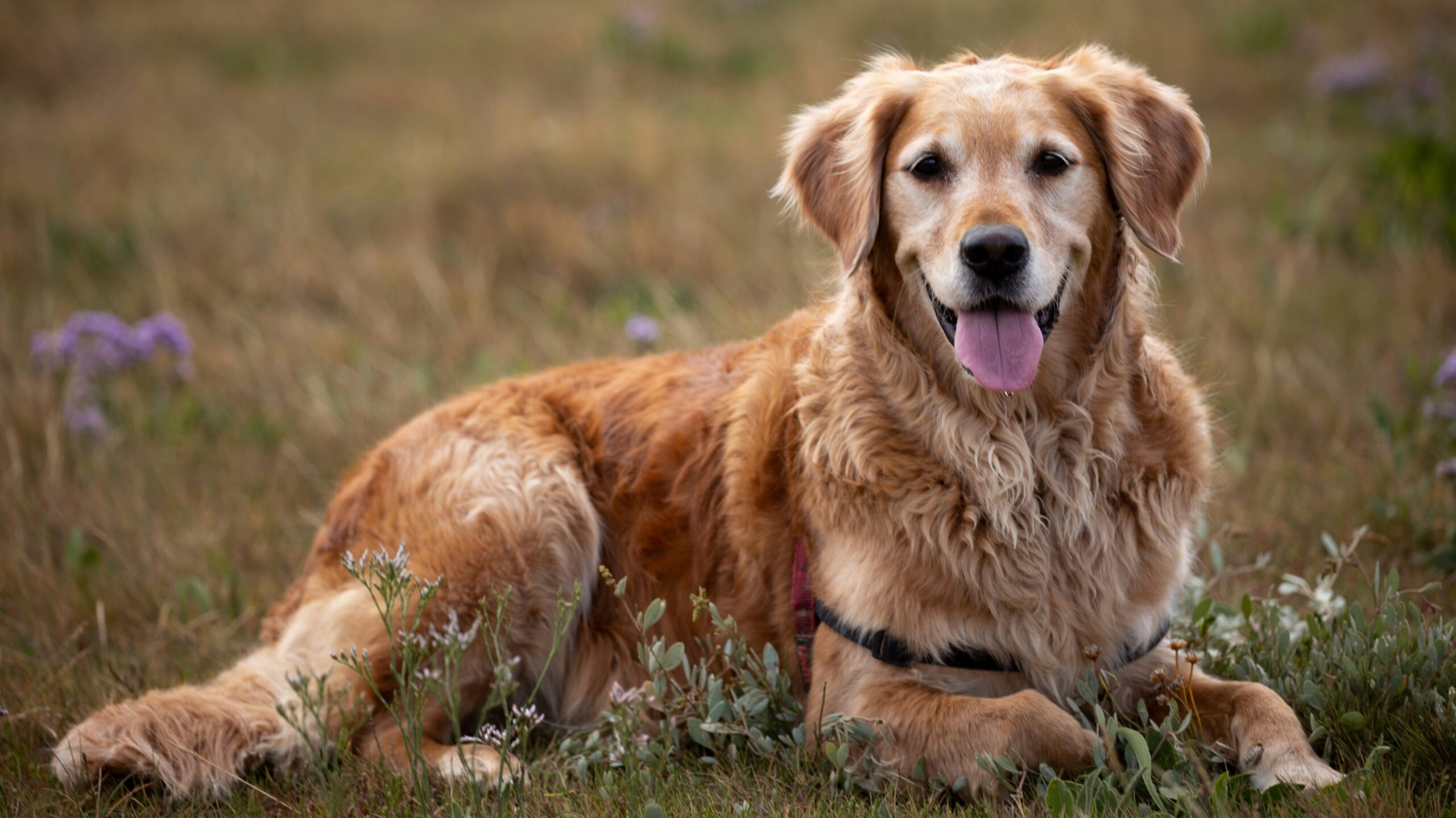 Chien golden retriever en train de sourire